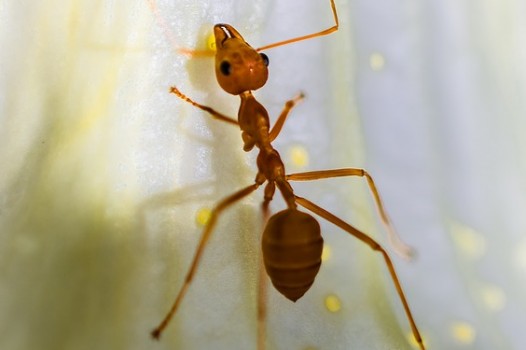 Ant Crawling Vertically