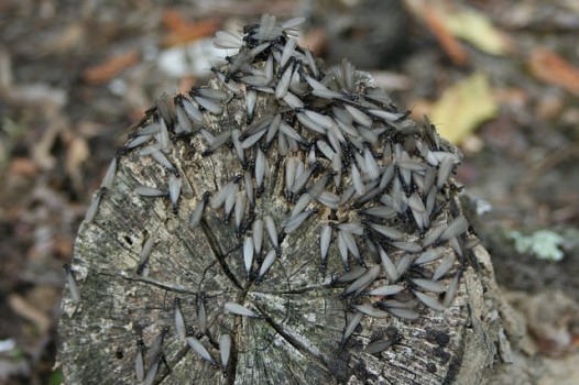 Termites on Wood Log
