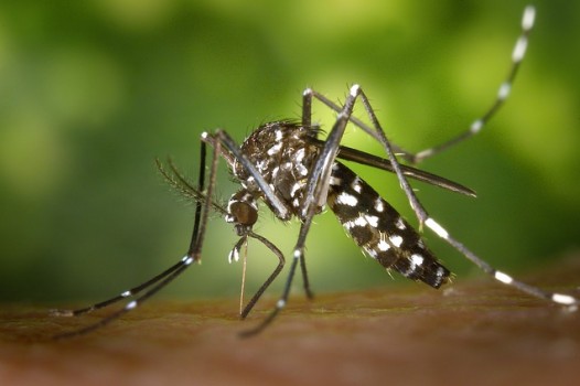 Zoom in on a tiger mosquito.