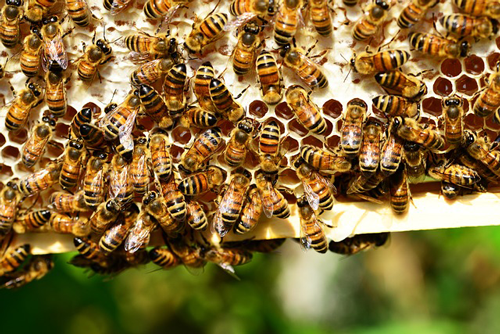 Bees on Hive with Honey