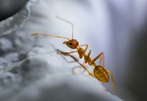 ants Ant Close Up