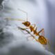 Why Ants Keep Coming Back in Florida Homes (And How to Stop Them for Good)