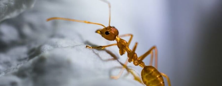 Ant Close Up