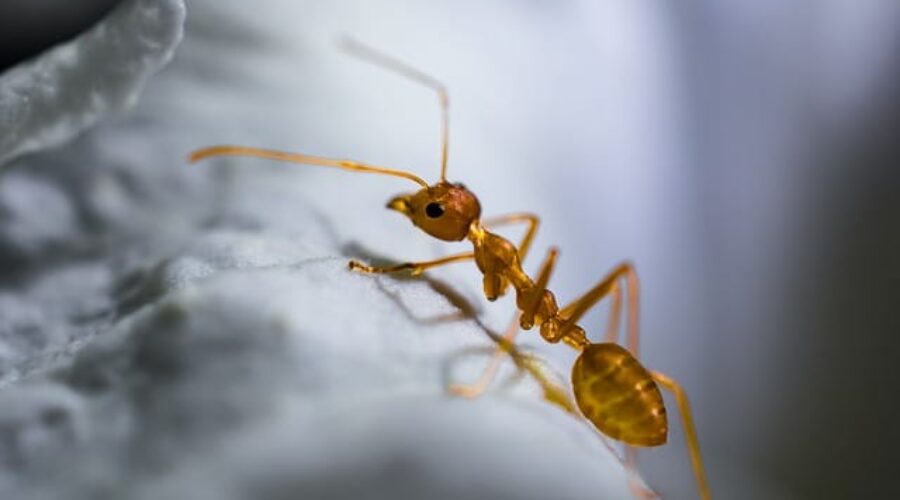 Ant Close Up