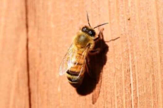 Bee on Wood