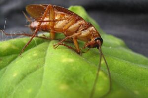 A zoom in on a roach.