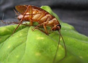 A zoom in on a roach.