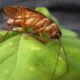 Roaches in Florida Homes: What Their Presence Really Means (And Why They Keep Coming Back)