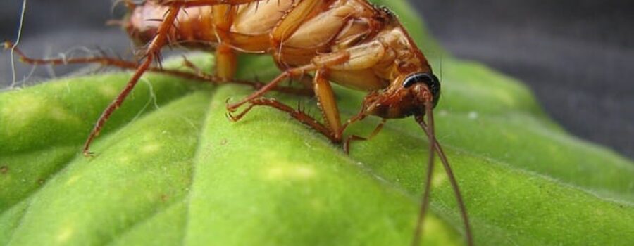A zoom in on a roach.