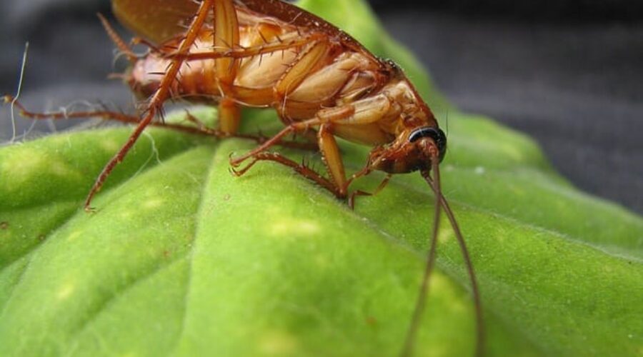 A zoom in on a roach.