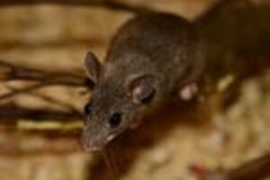 Rodents are a pest