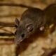 Rodents in Florida Homes: 7 Warning Signs You Should Never Ignore