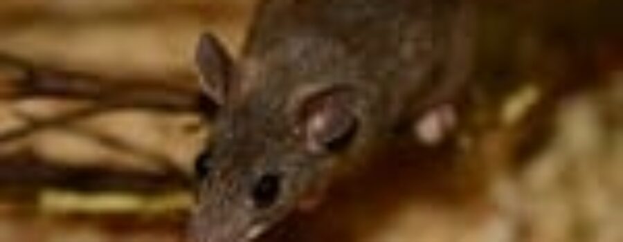 Rodents are a pest