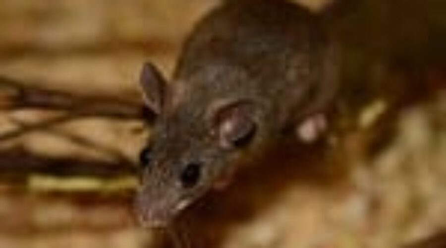 Rodents are a pest