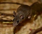 rodents Rodents are a pest