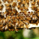 Bee and Wasp Nest Removal in Florida: Why DIY Removal Is Risky (And Often Makes Things Worse)