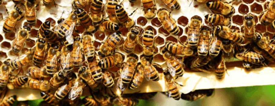 Bees on Hive with Honey
