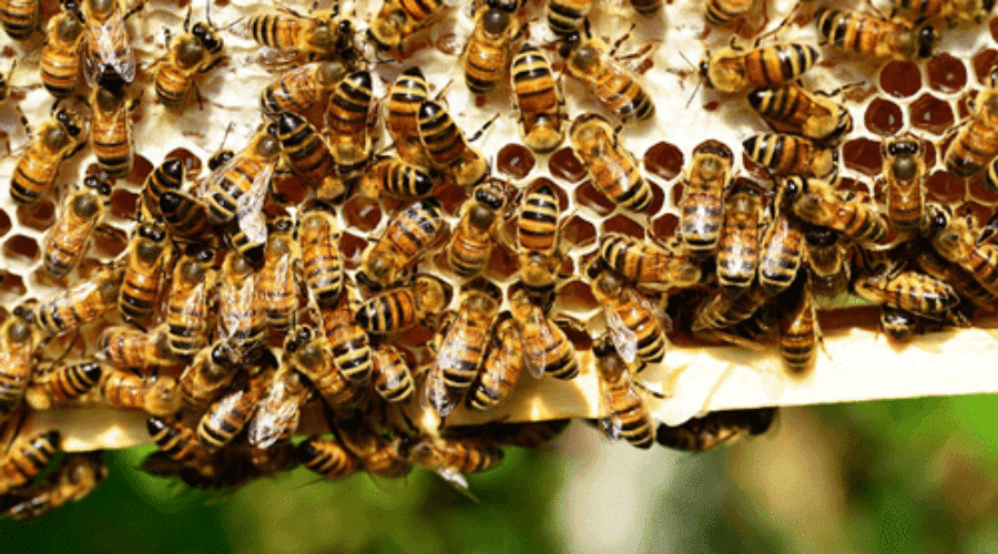 Bees on Hive with Honey