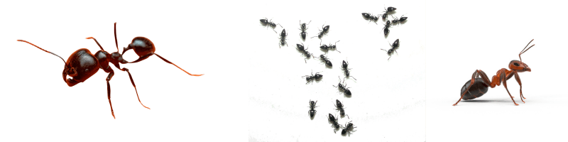 recurring ants in florida